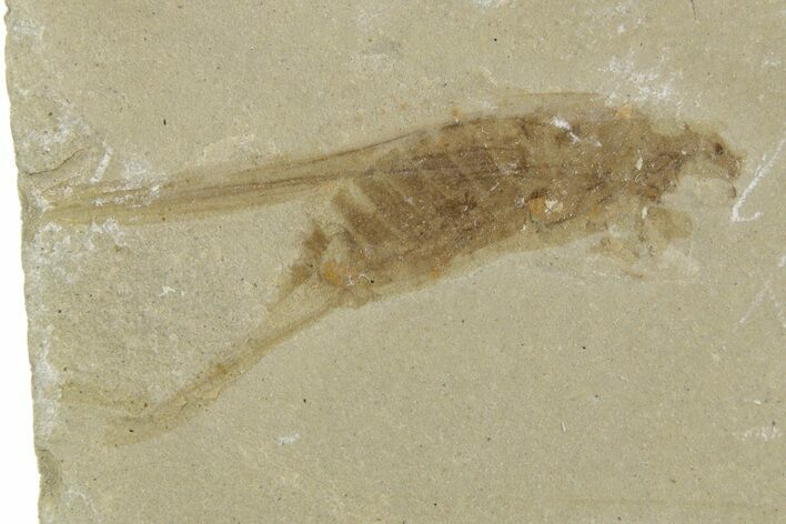 Eocene Fossil Grasshopper (Caelifera) - Green River Formation #334234